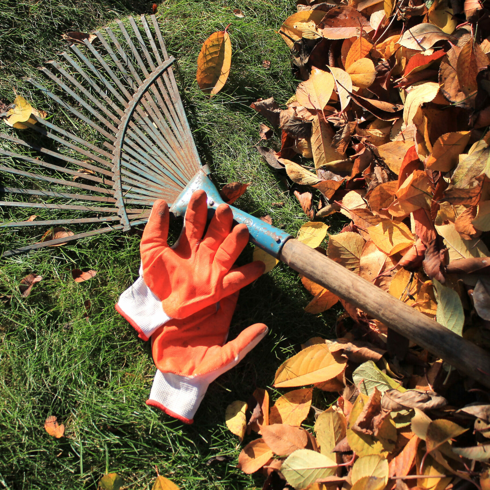 A fan rake and gloves lie on the grass next to a pile of fallen autumn leaves. Top view.