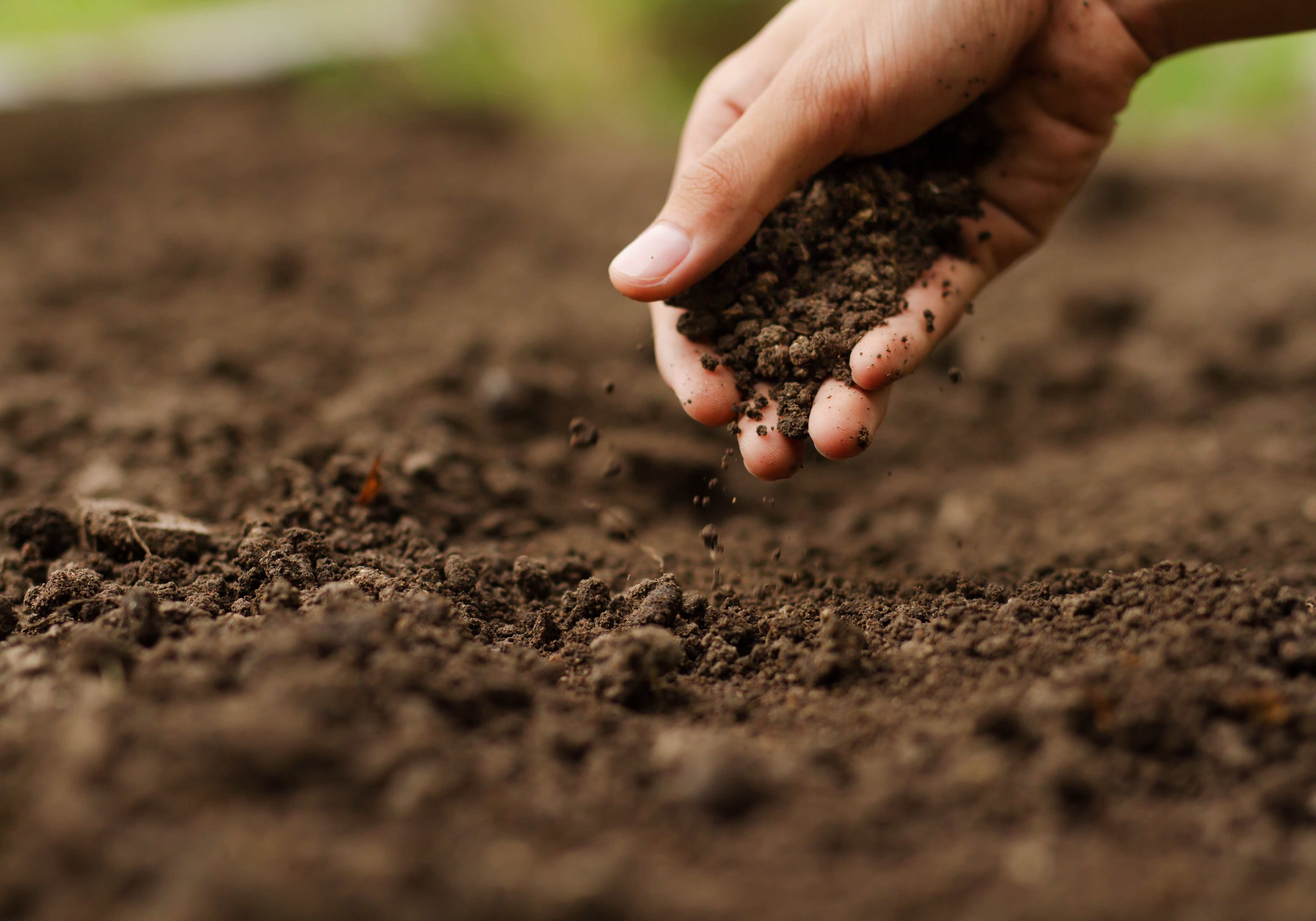 Expert hand of farmer checking soil health before growth a seed of vegetable or plant seedling. Gardening technical, Agriculture concept. Gartenerde im Frühling