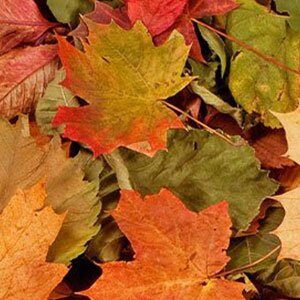 Beitrag_herbst Beitrag_herbst